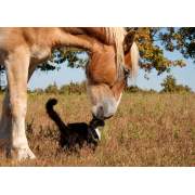 Mondo animale - Cura amorevole degli animali con l'aloe vera