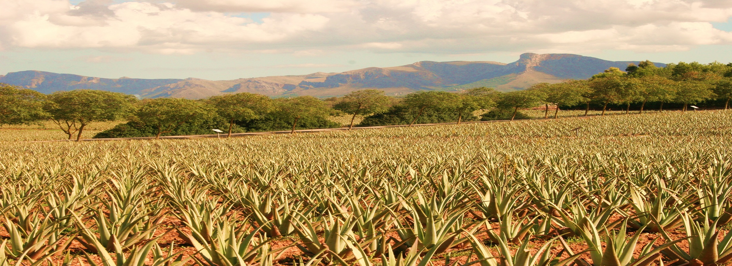 Aloe Vera Farm Mallorca – Bio Aloe Vera Anbau auf Mallorca