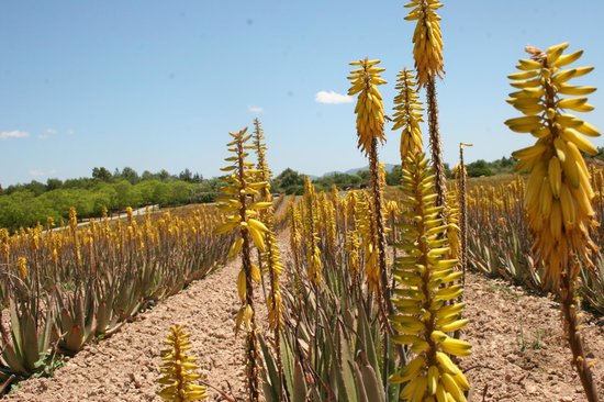 Aloe Vera Farm Mallorca Naturstoffe und Herkunft