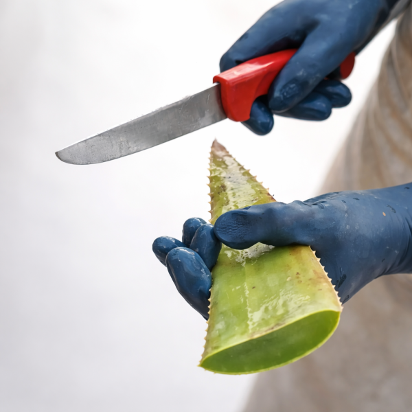 Frisches Aloe Vera Blatt in Scheiben