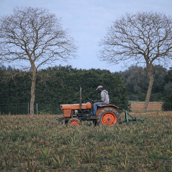 Aloe Vera Feld auf Mallorca