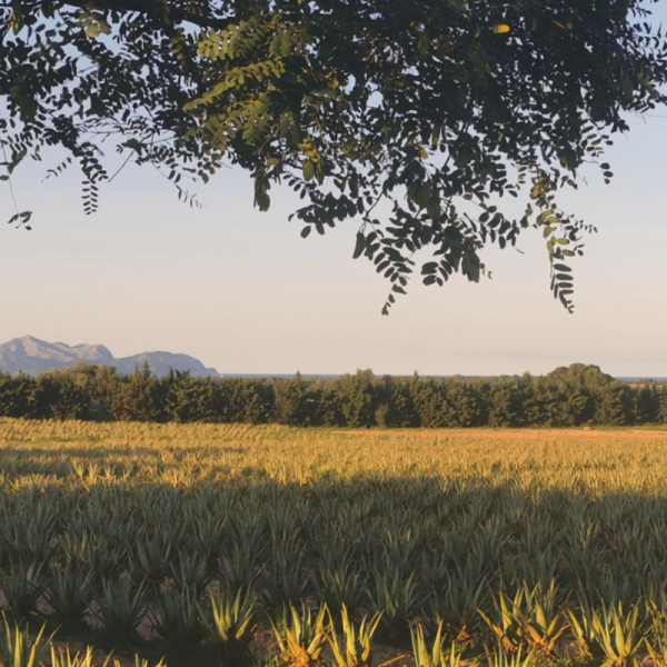 Aloe Vera auf der Farm