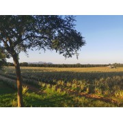 Aloe Vera Feld 3 in der Sonne