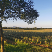 Aloe Vera Feld 3 in der Sonne quadratisch
