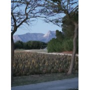 Aloe Vera Feld mit Schnabel des Ferrutx