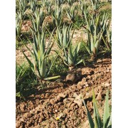 Hase im Aloe Vera Feld