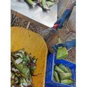 Blatt Spitzen und Enden werden von Hand abgeschnitten