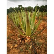 Aloe Vera mit Schnecken