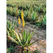 Aloe Vera mit Blüte