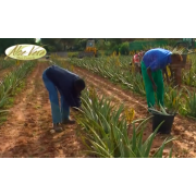 Ernte der Aloe Vera Blätter