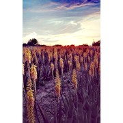 Aloe Vera Blüten in der Dämmerung