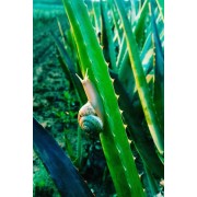 Auch Schnecken fühlen sich an Aloe Vera Wohl