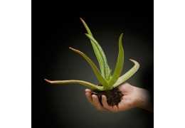 Aloe Vera aus eigener Bio-Landwirtschaft auf Mallorca – Wie auf der Aloe Vera Farm Mallorca echte Naturkosmetik entsteht