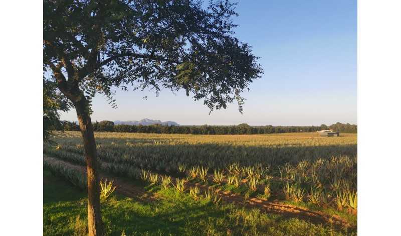 Aloe Vera farm Mallorca